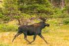 USA, Wyoming, Medicine Bow National Forest. Close-up of bull moose running in field. Art Print